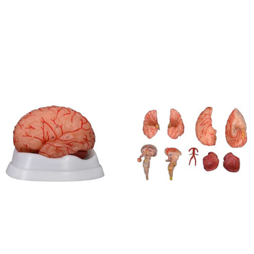 Brain Model with Artery