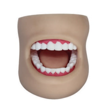 Dental Teeth Model