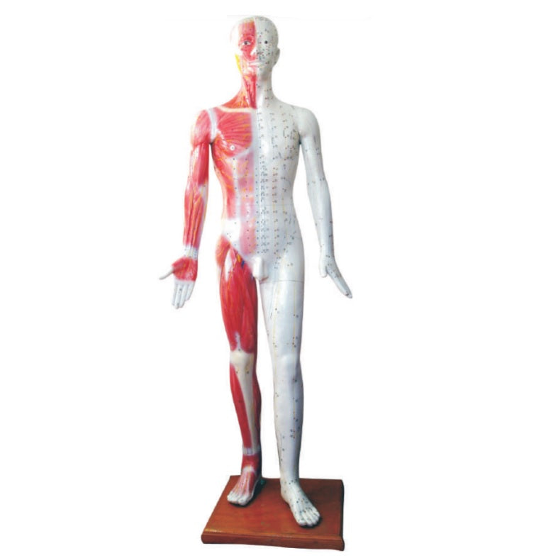 Acupuncture Model with Muscles